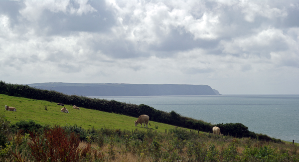 Grazing cattle