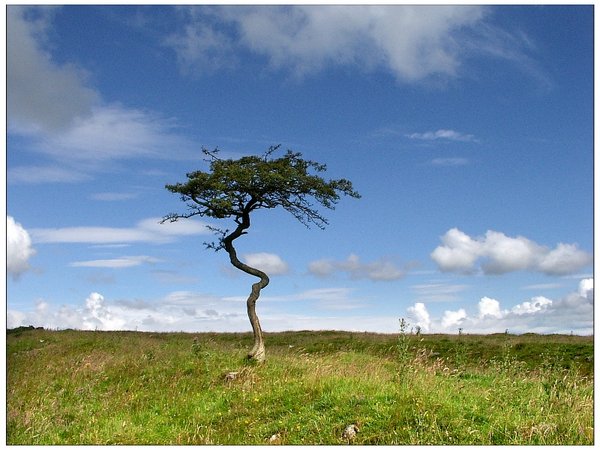 Lone tree