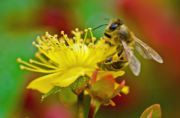 Macro experiment
