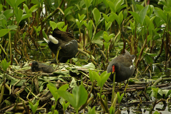 MOORHEN FAMILY