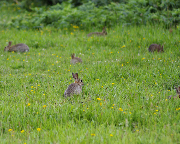 rabbits