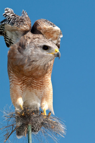 Red-shouldered Hawk
