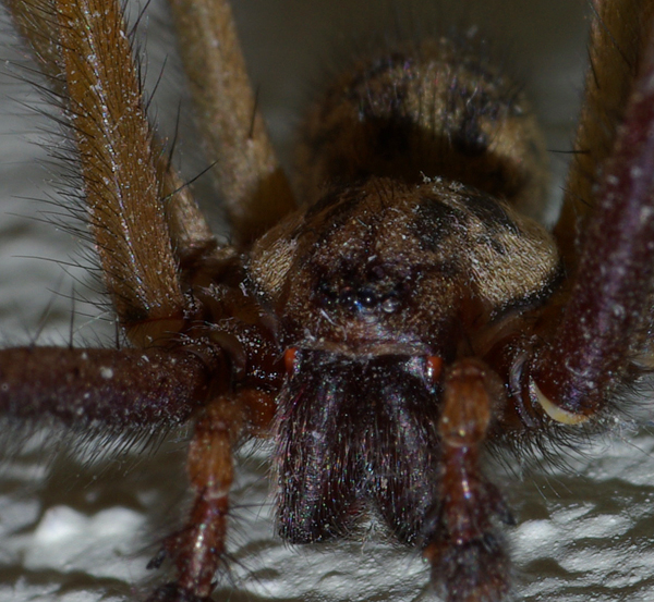 Spider