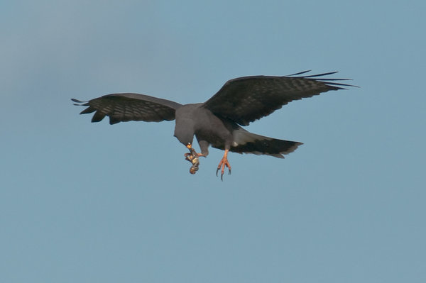Talon To Beak