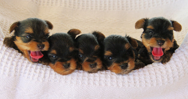 Tara's Pups