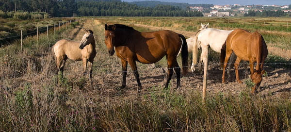 wild horses