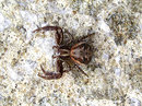 Crab spider (Xysticus audax) border=