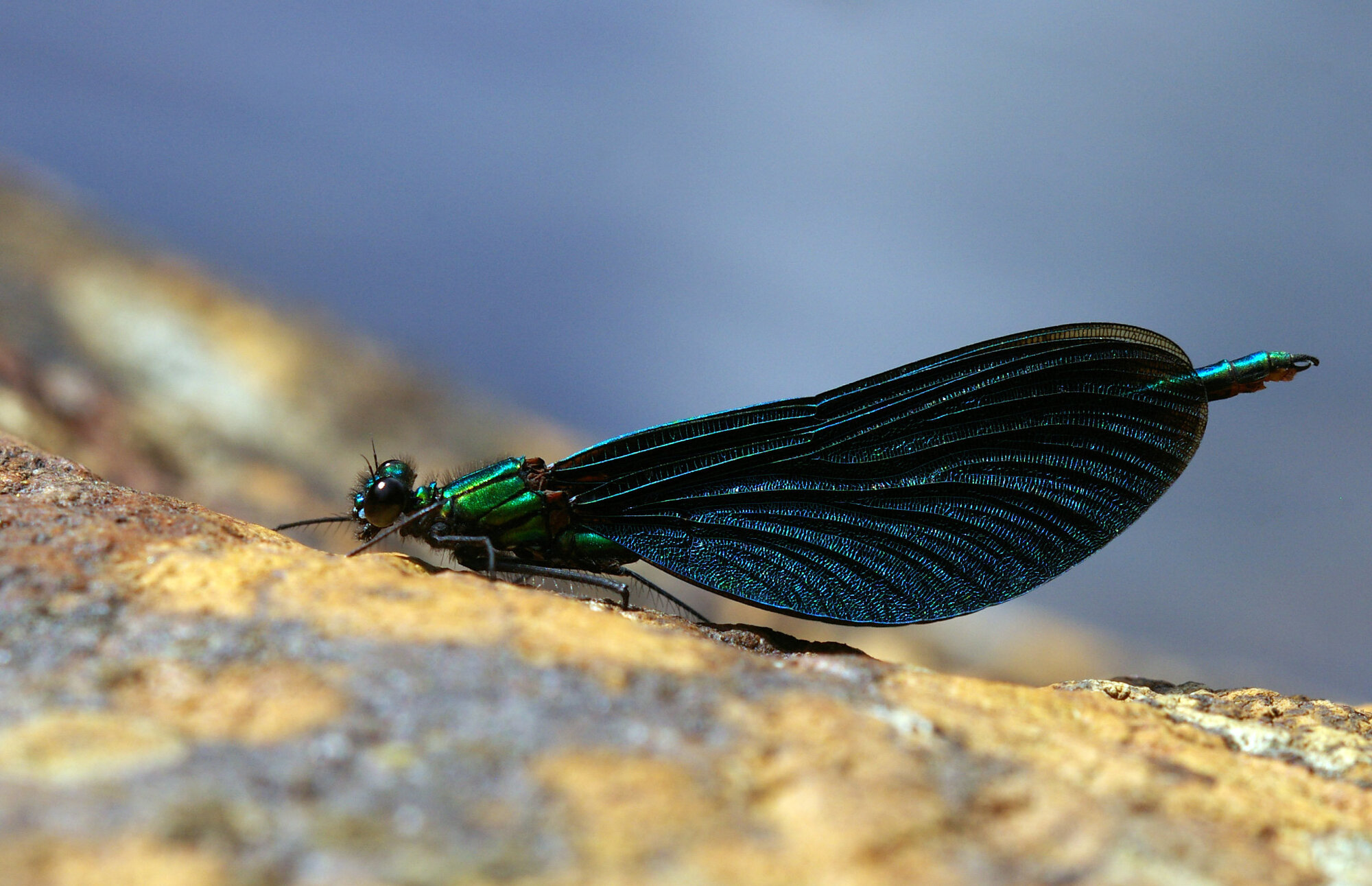 Blue Demoiselle