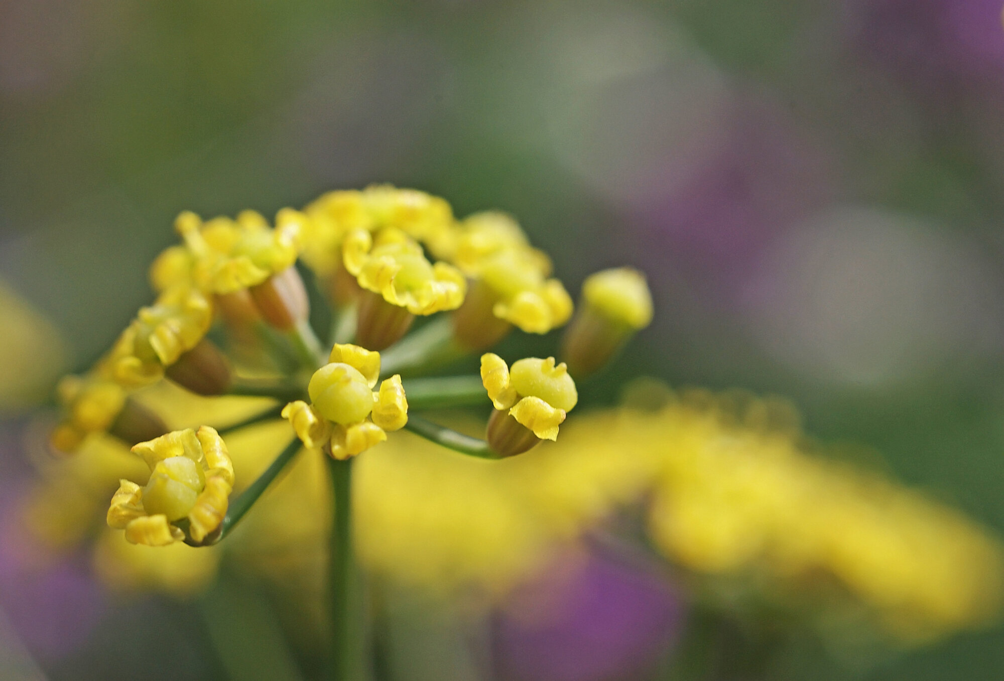 Fennel flower.