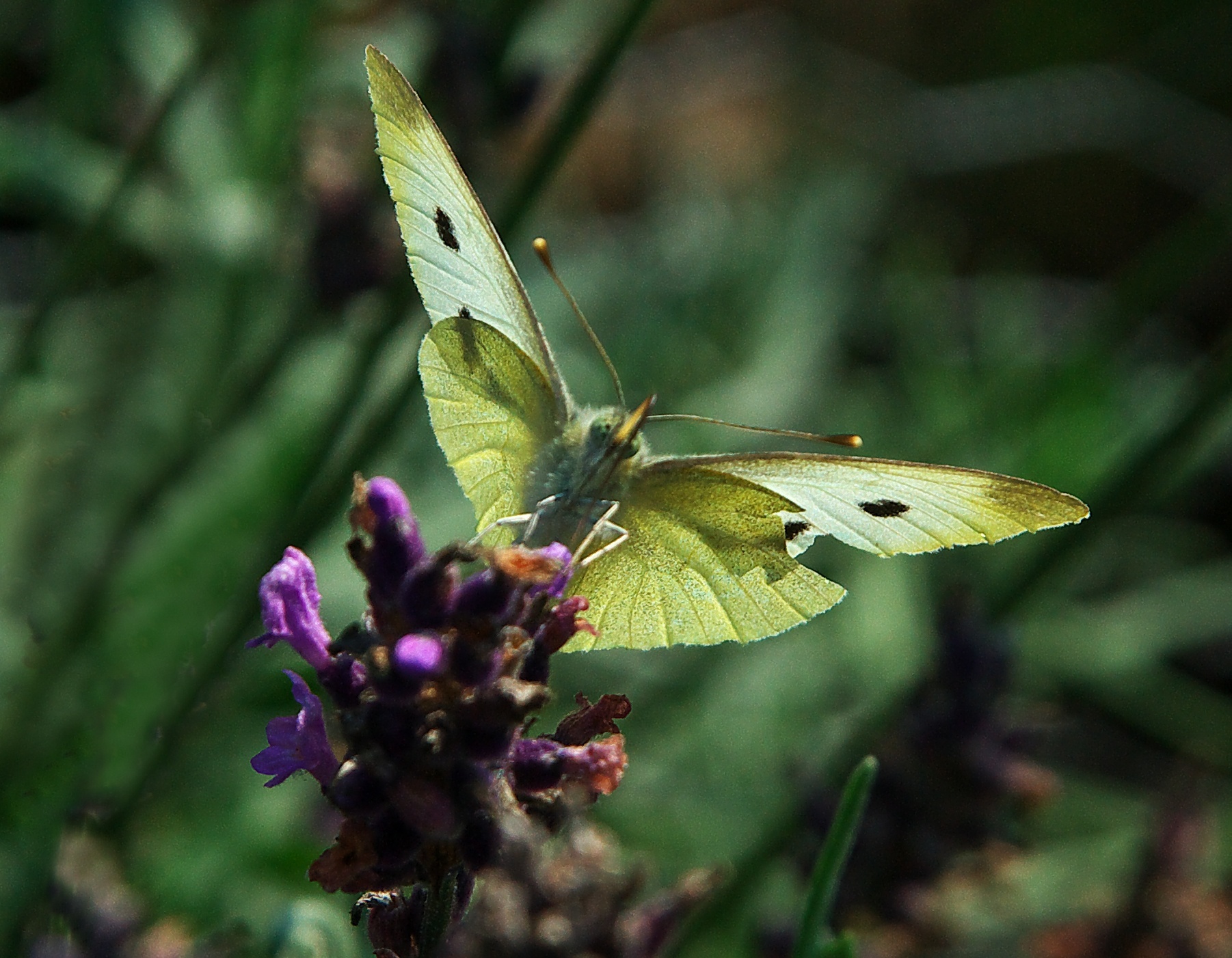 GARDEN VISITOR