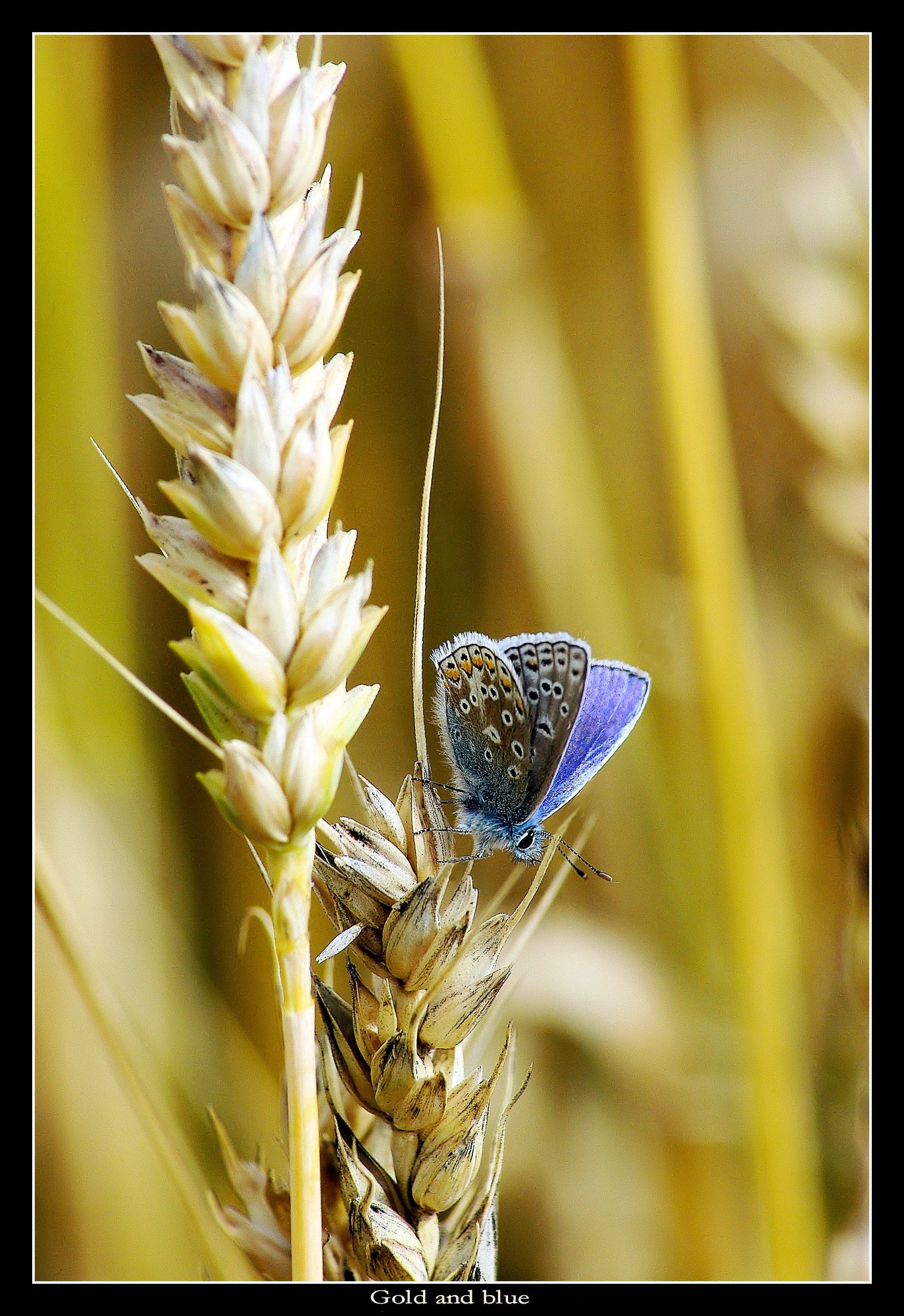 Gold and Blue