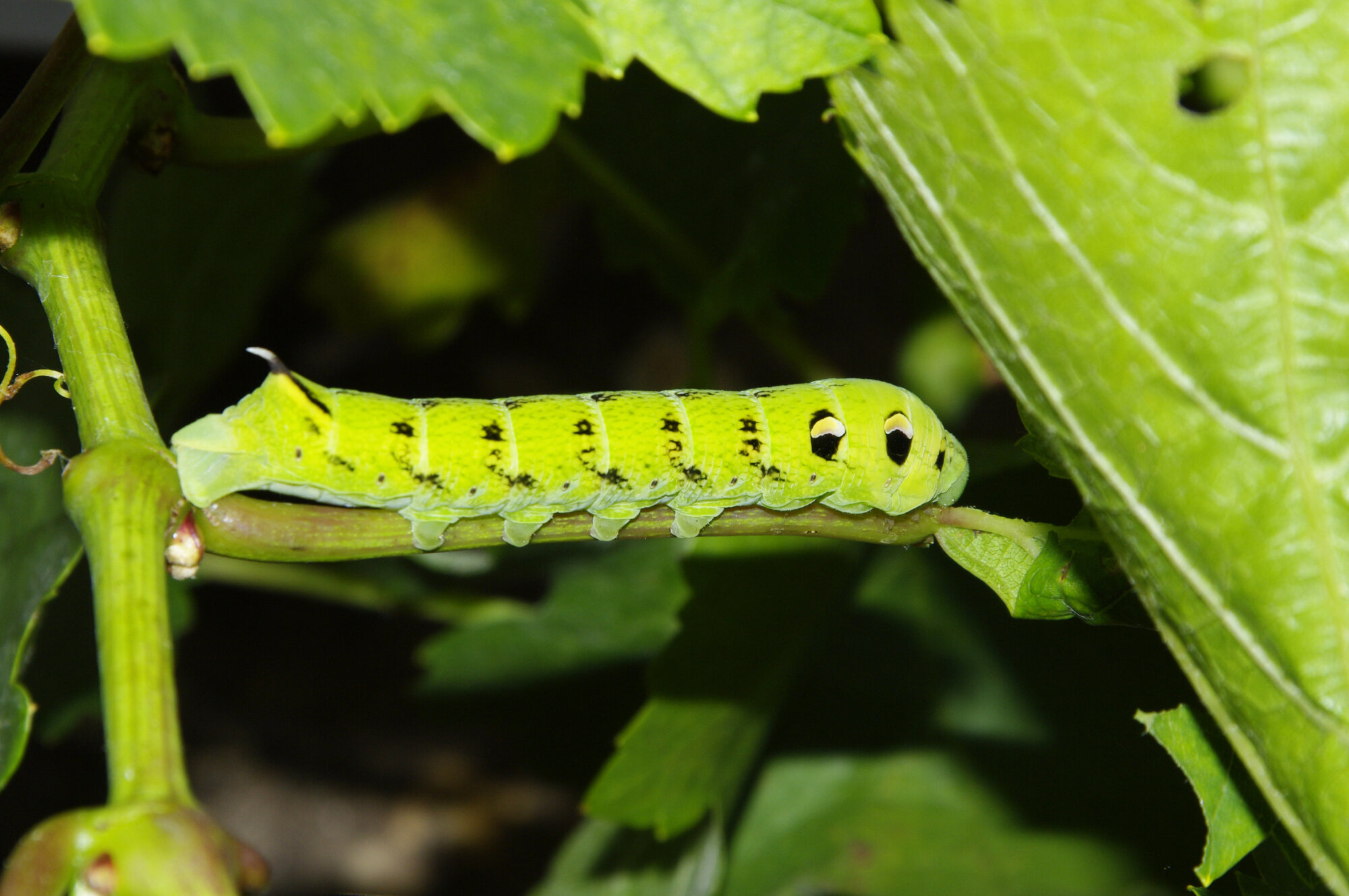 Hawk Moth Caterpillar