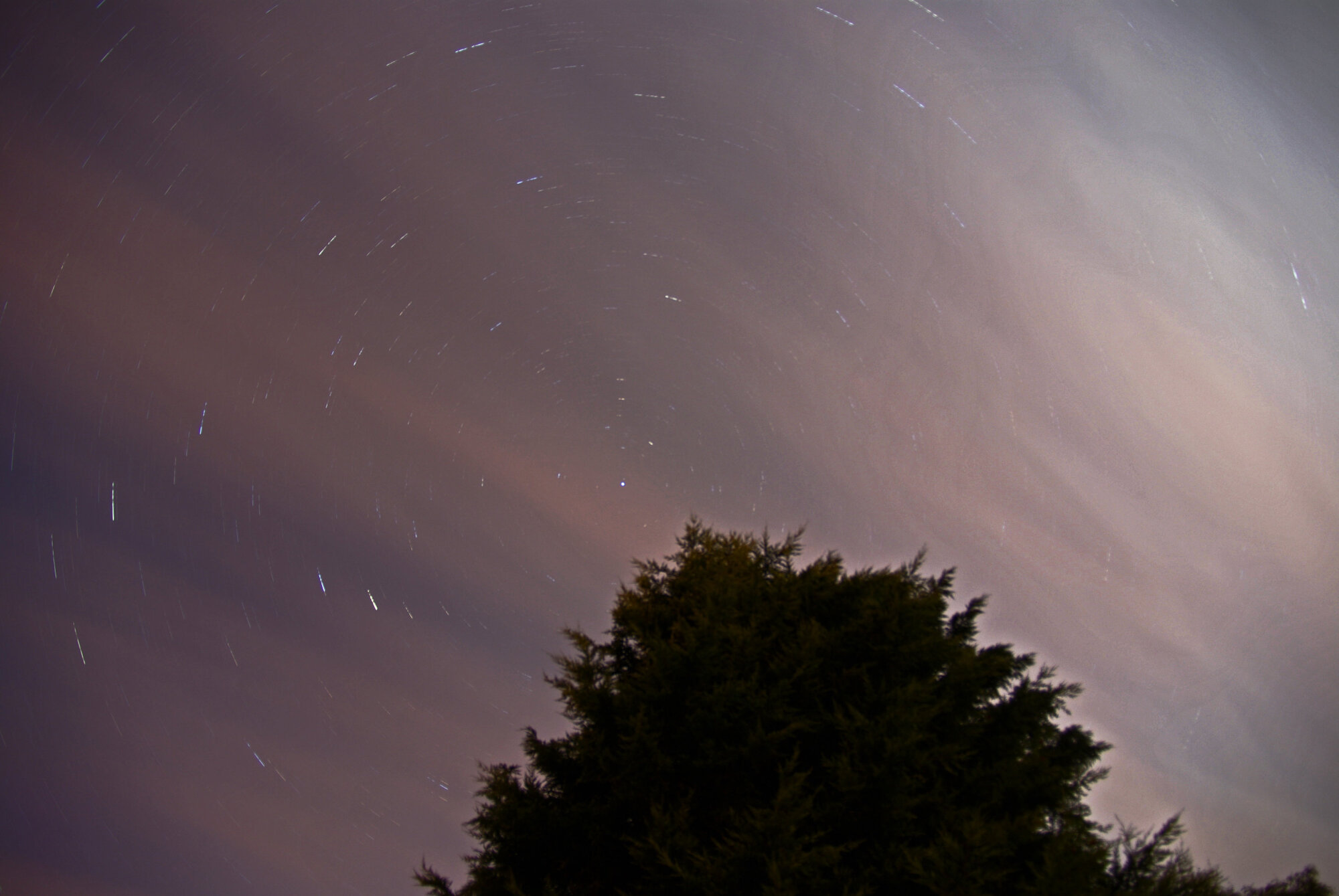 Night time tree.