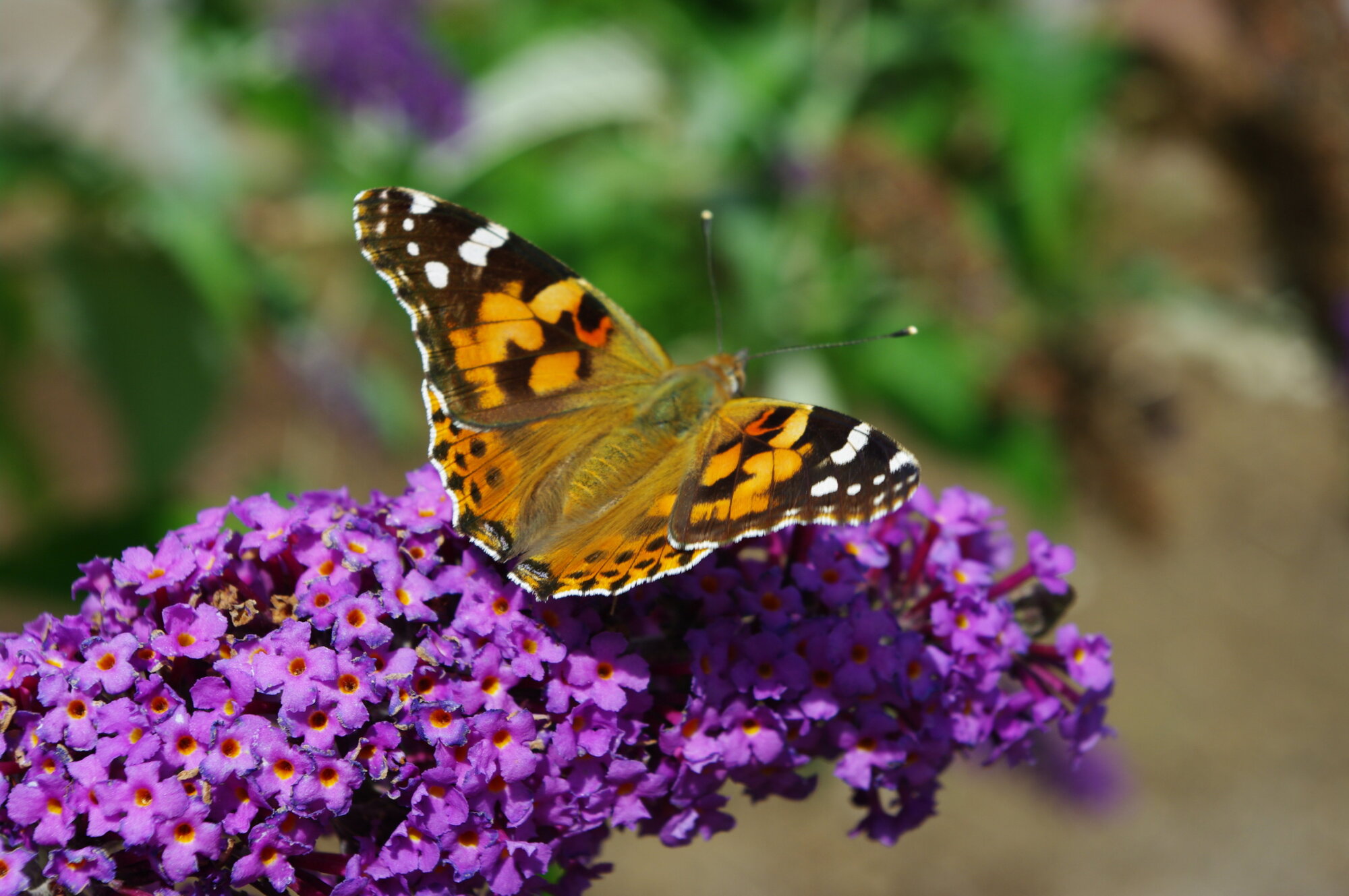 Painted Lady