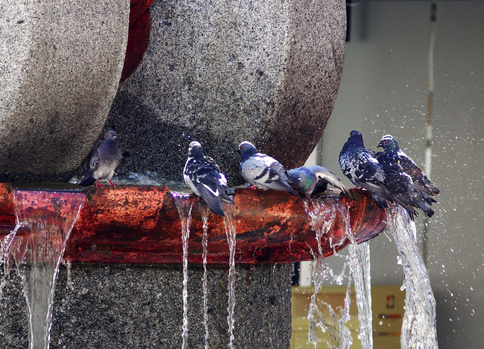 Pigeons