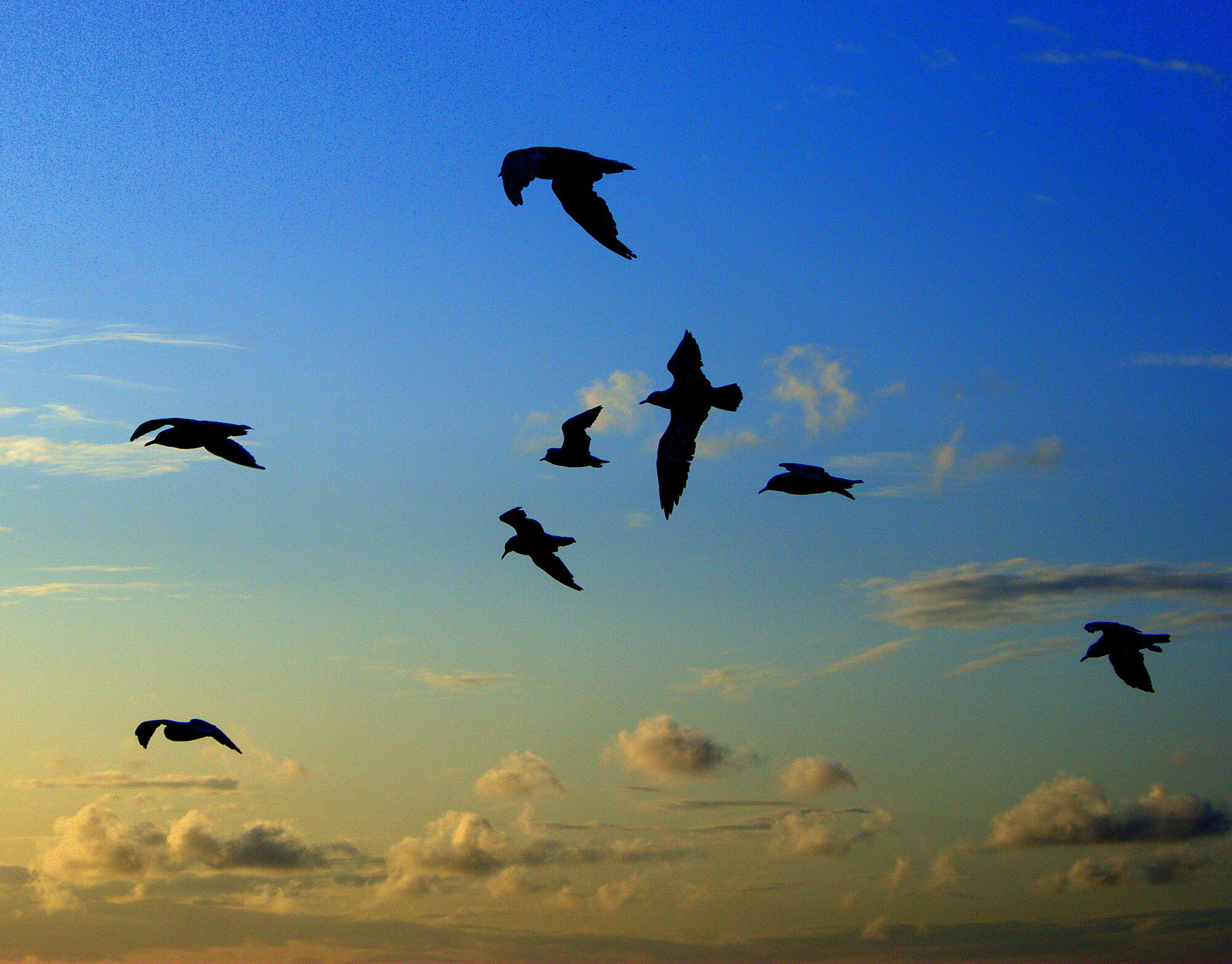 Seagull silhouettes