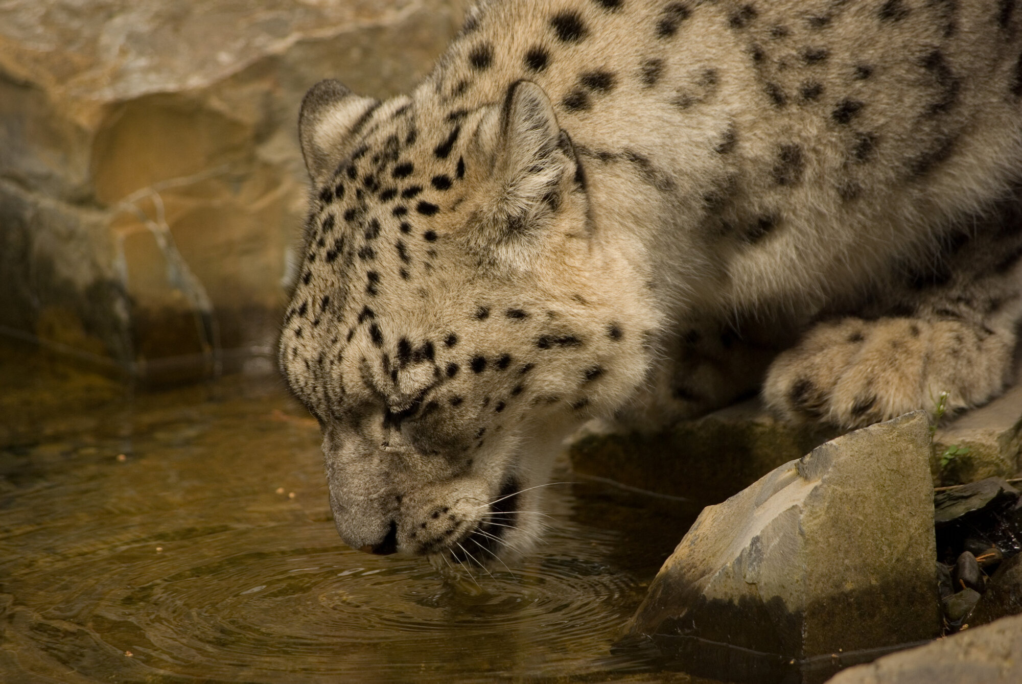 Snow Leopard