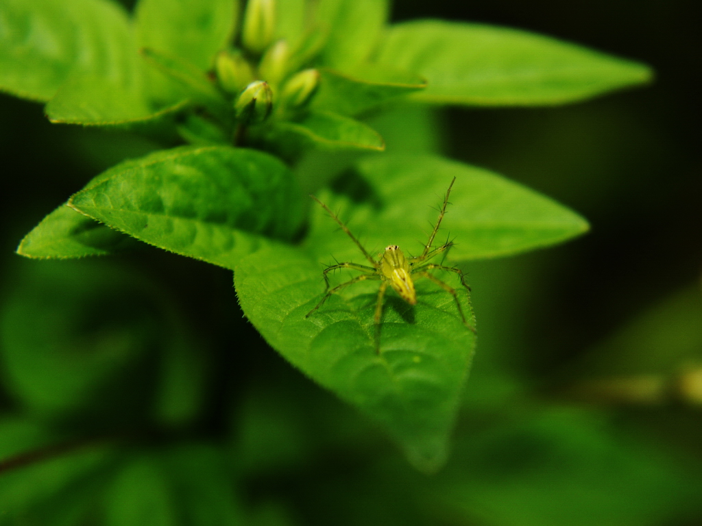 Spider Chiangmai Thailand2009 #5