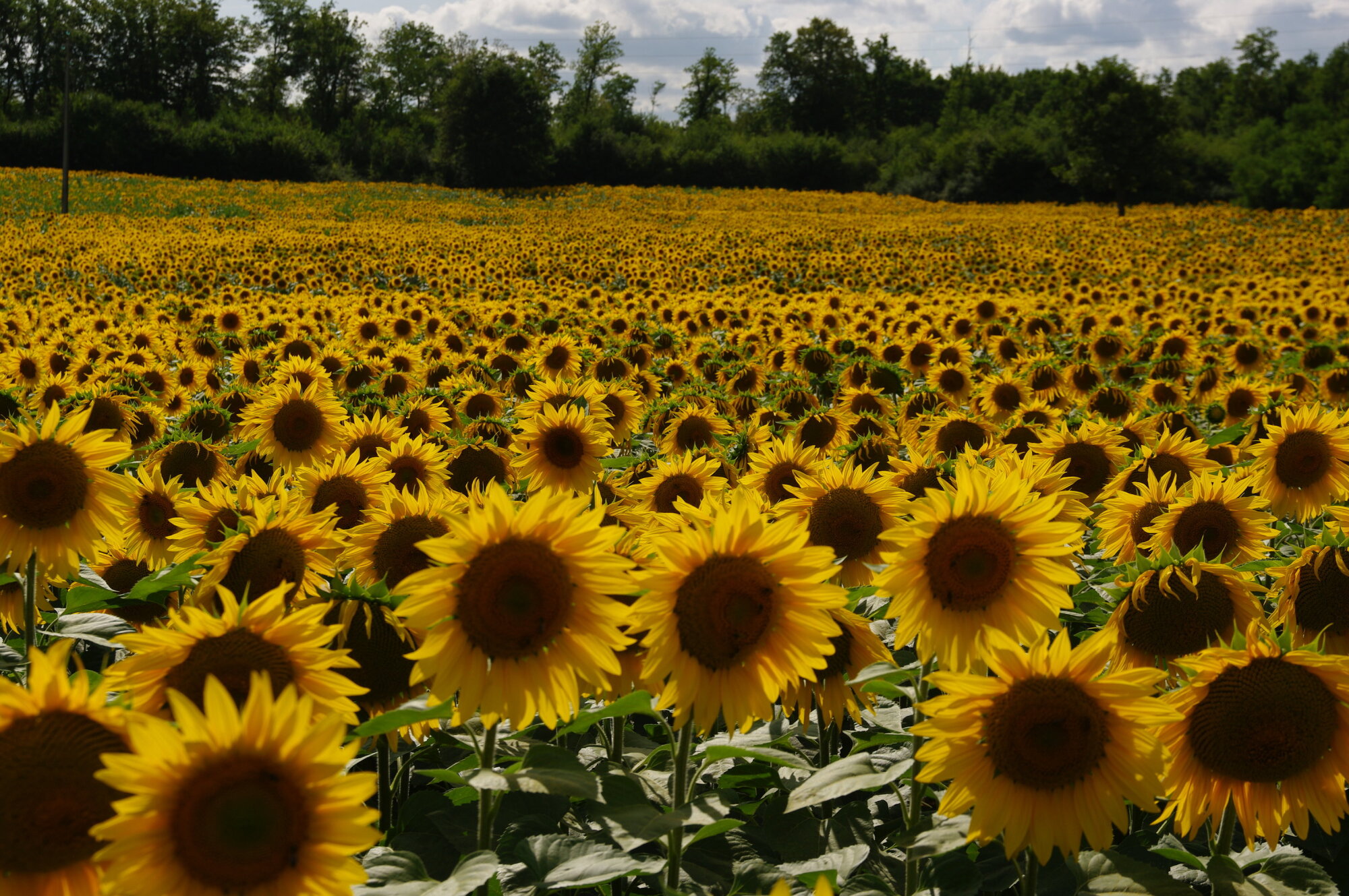 sunflower field