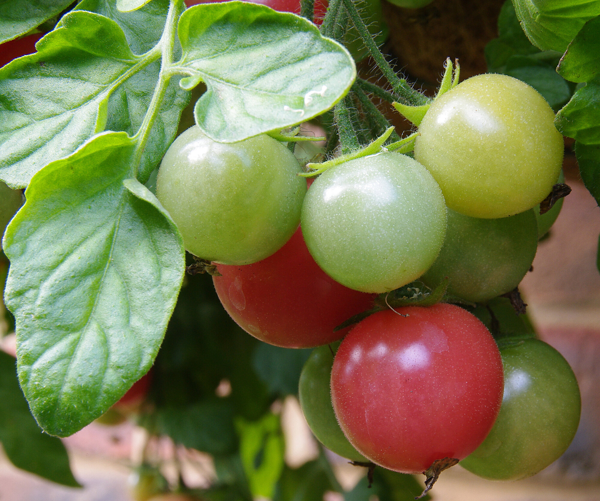 Tomatoes