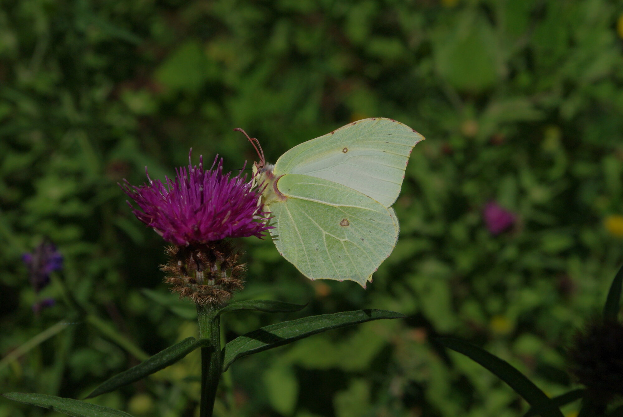 Yellow Butterfly