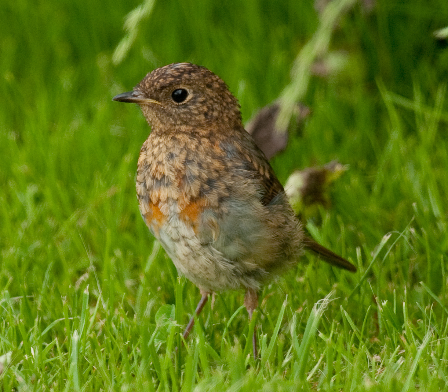 Young Robin