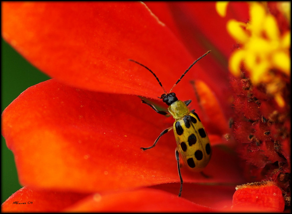 Bug On Red