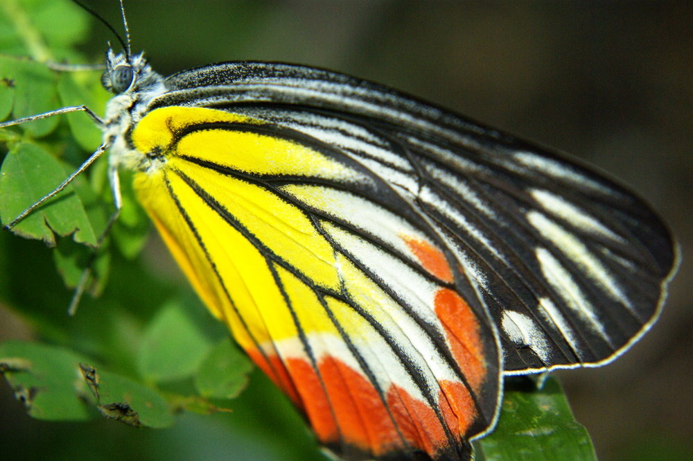 Butterfly Chiangmai Thailand 2009-08-19