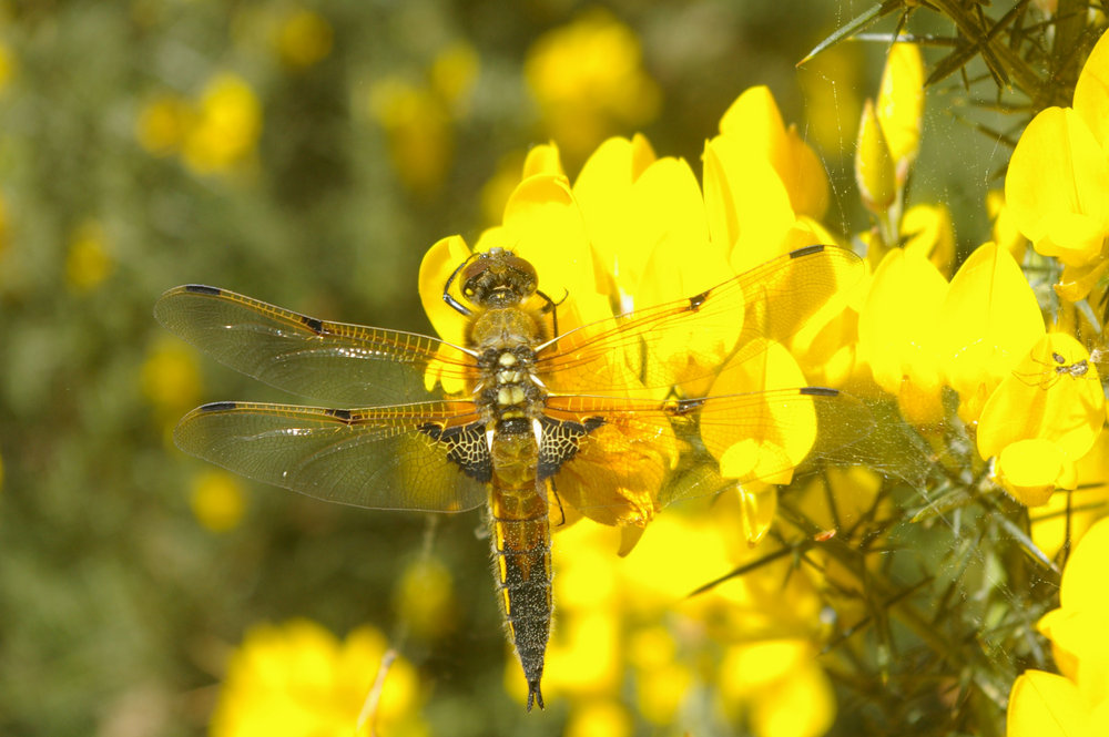 Dragonfly basking in the sun