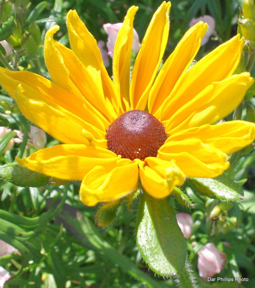 Flower in the sun