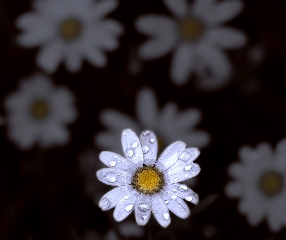 Ghost bloom 2