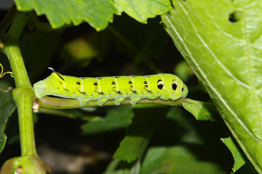 Hawk Moth Caterpillar