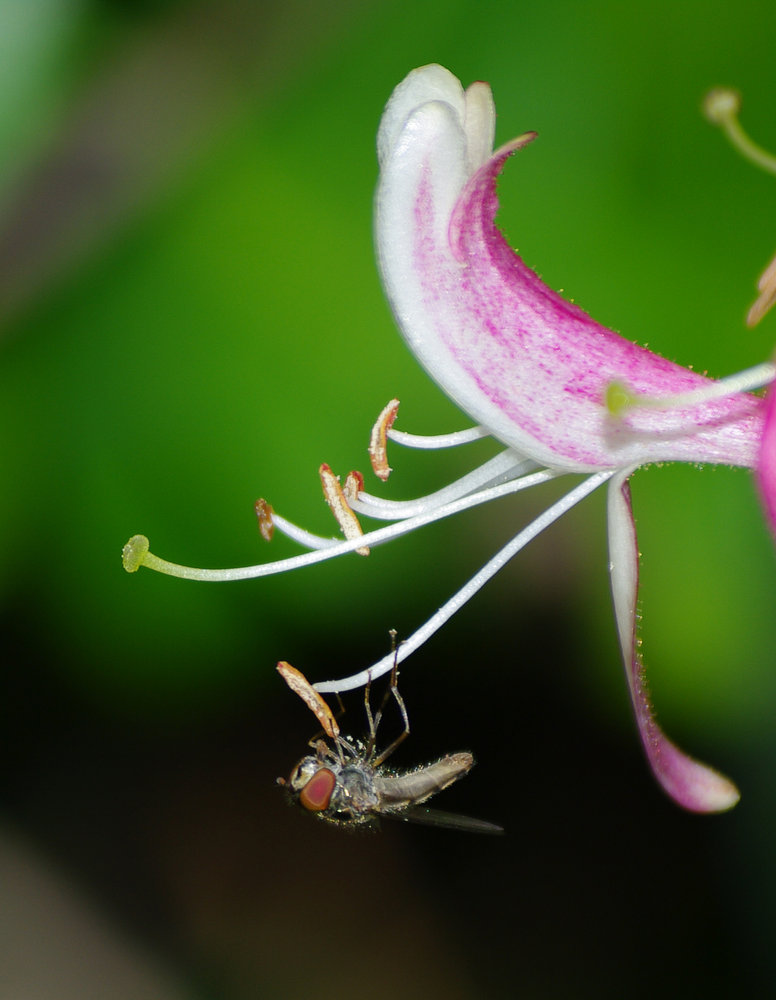 hoverfly on honeysuckle