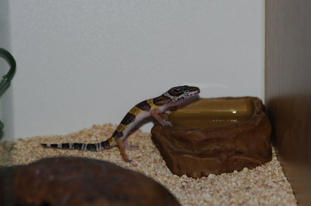 Kai The Gecko II