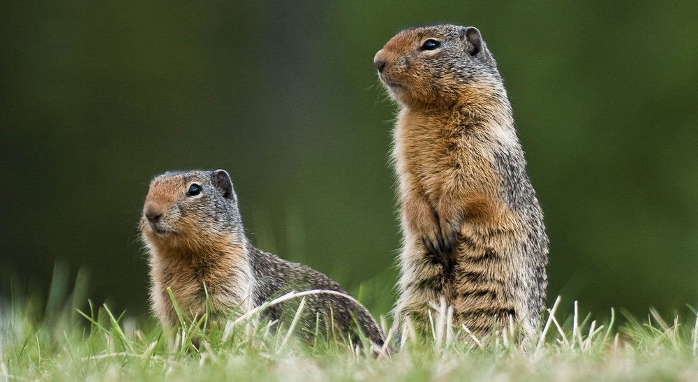 Mantled Ground Squirrels