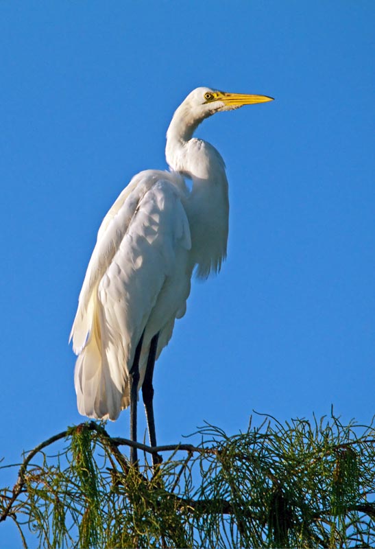 Morning Great Egret