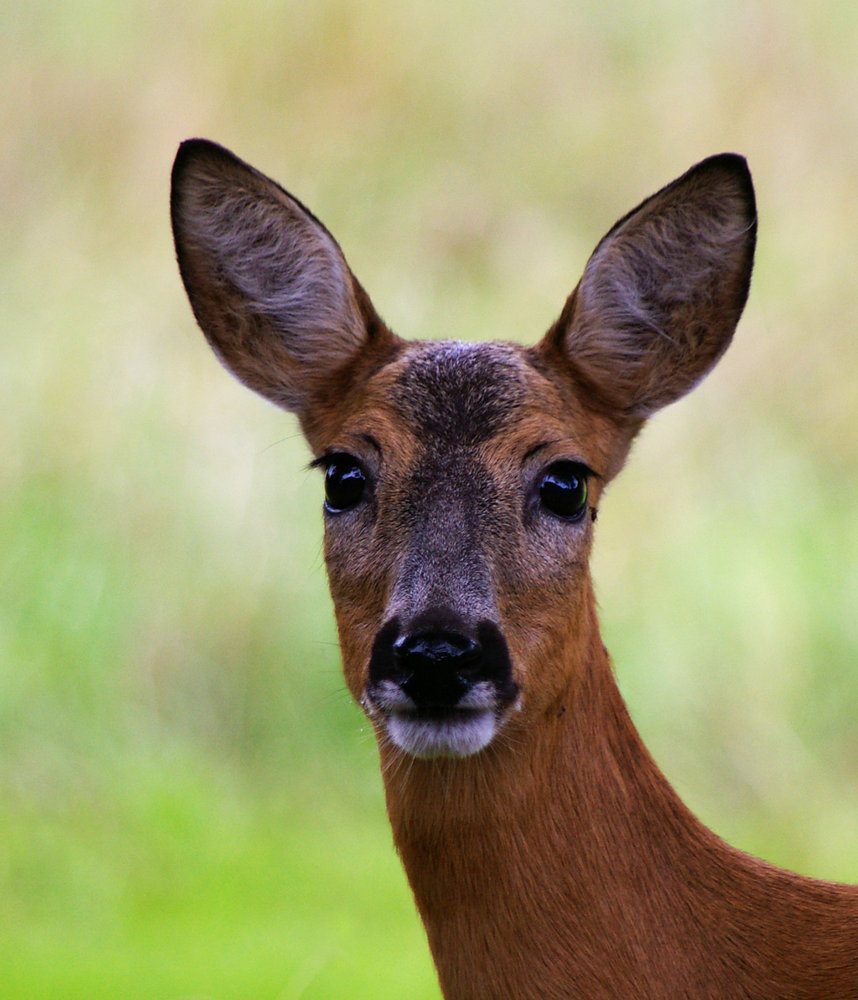 Portrait of deer, in our wild nature