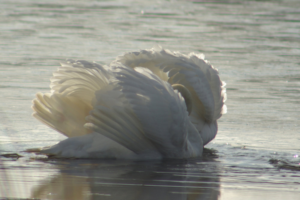 Preening Swans
