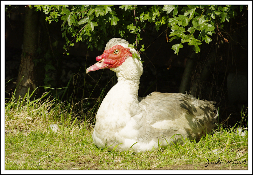 Red faced duck or goose