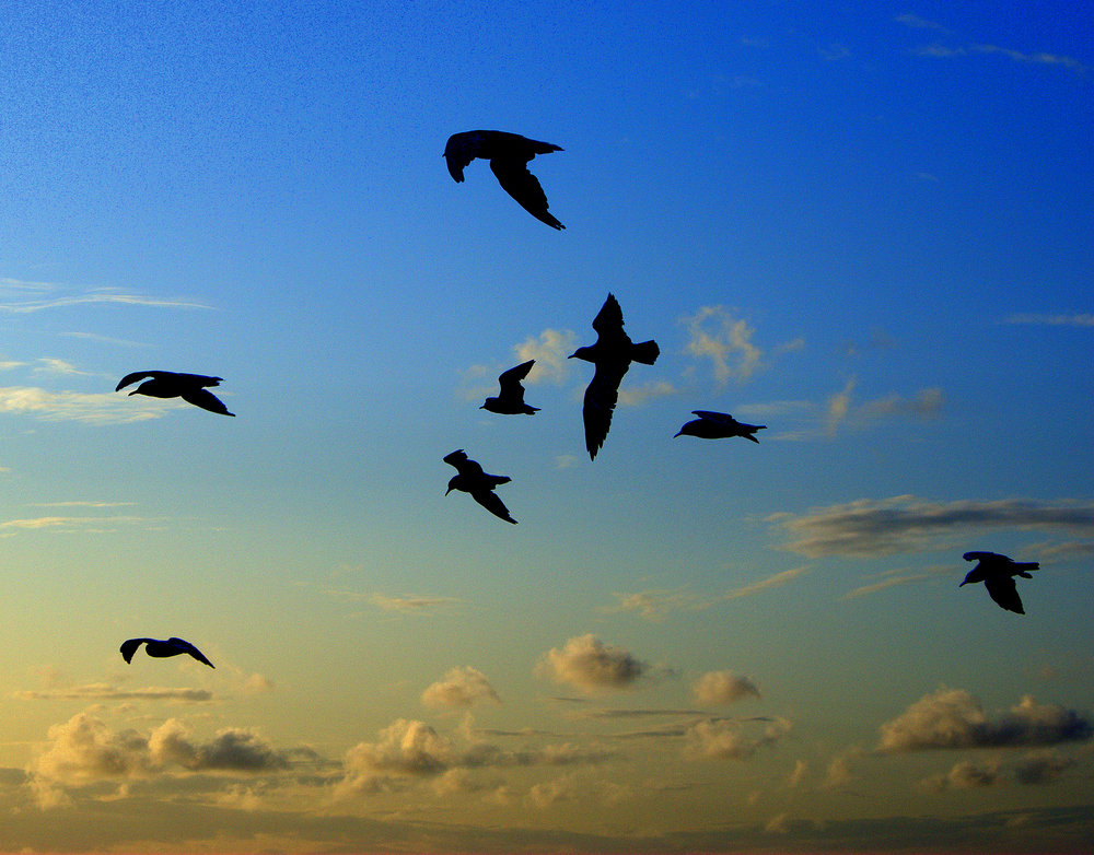 Seagull silhouettes