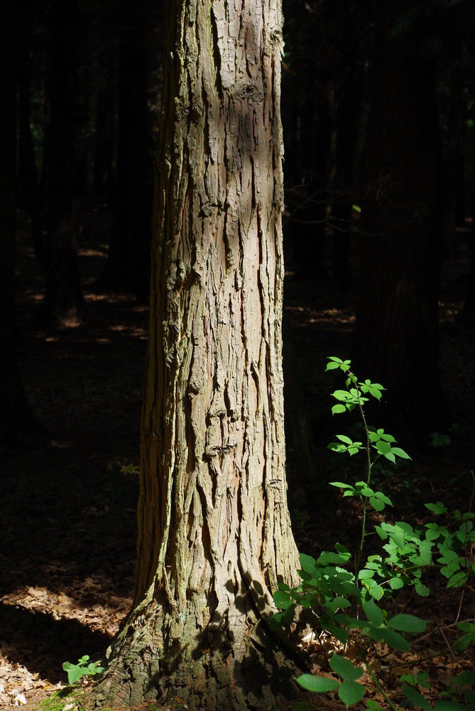the chosen tree