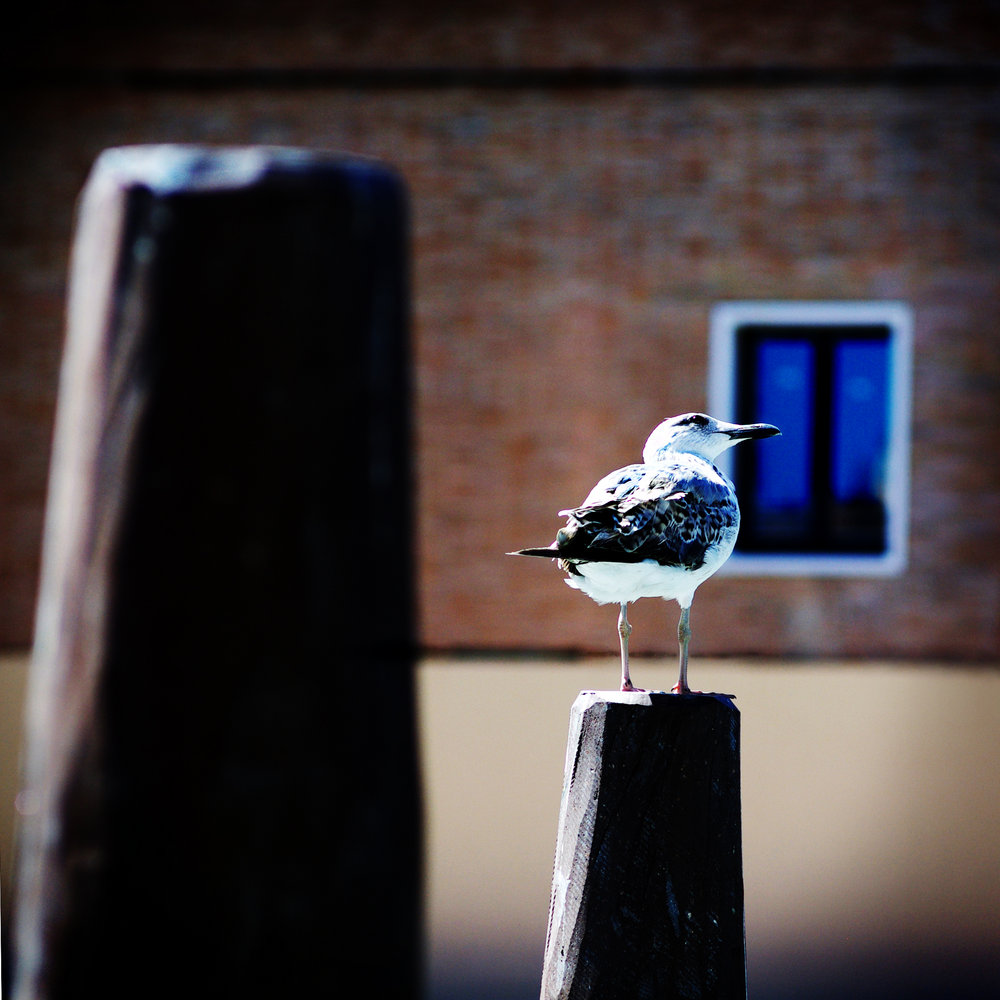 Venice Seagul