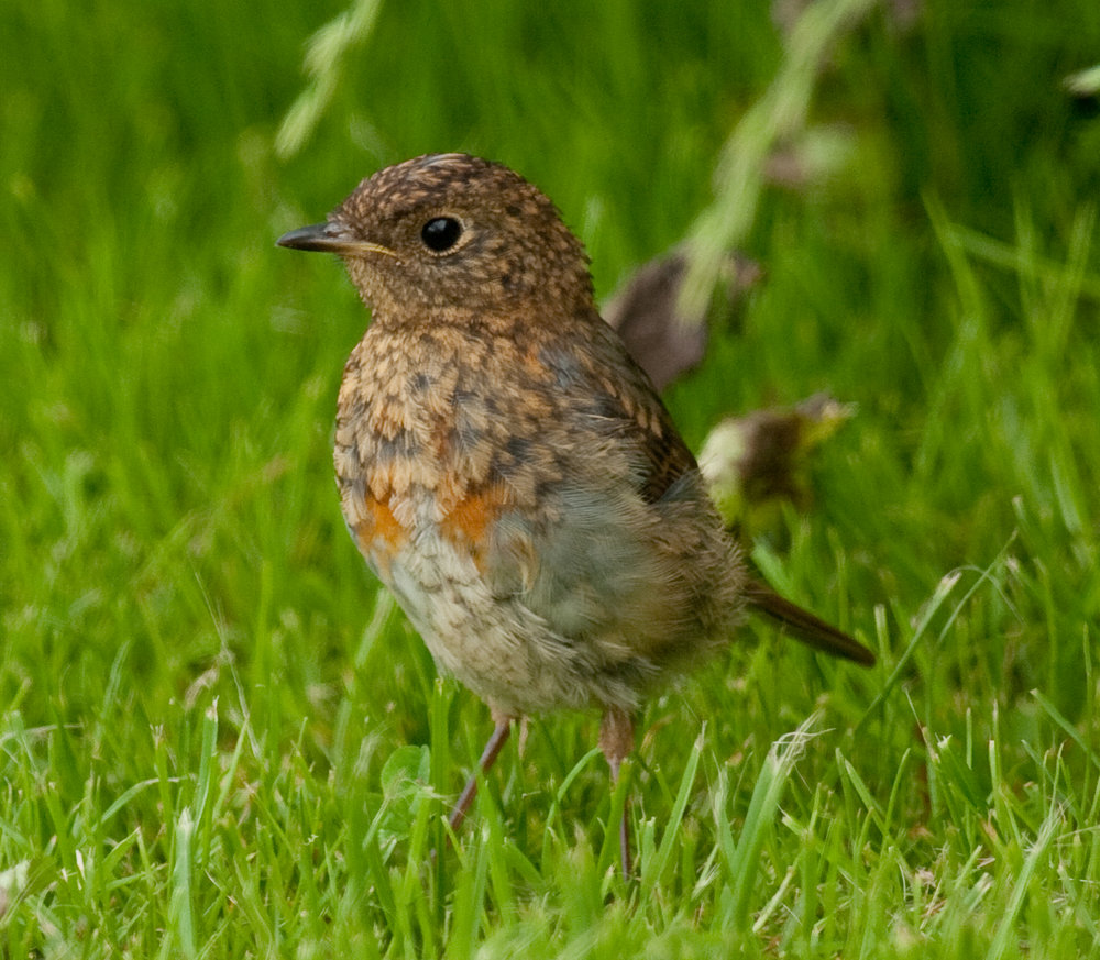 Young Robin