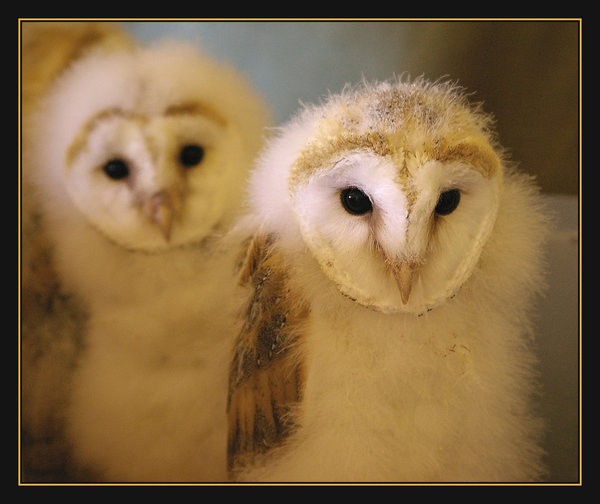 Barn Owl chicks