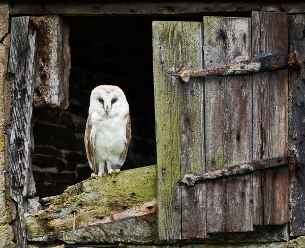 Barn Owl