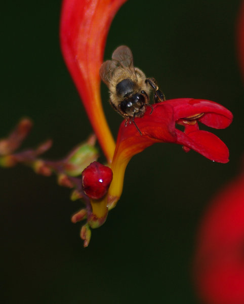 bee on a red flower