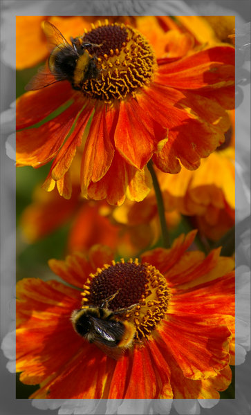 bees