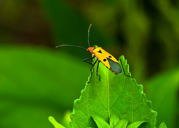 Beetle