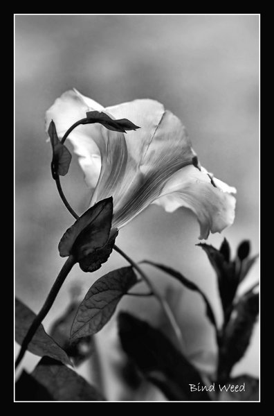 Bind Weed