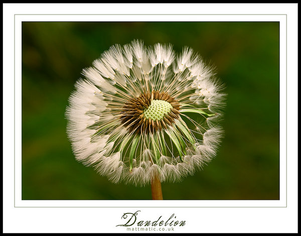 dandelion